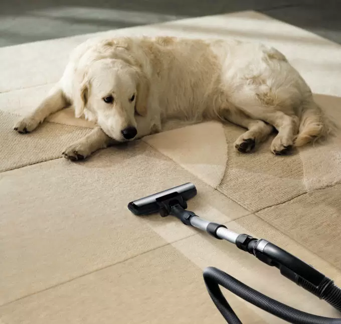 dog lying on the beige carpet and looking at vacuum cleaner